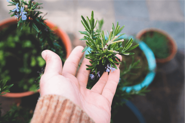 A Alquimia da Reciclagem Verde: Transformando o Descarte em Oásis de Cultivo Criativo